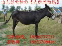 饲养100头驴的成本预算与投资利润分析